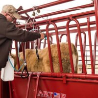 Tarter Tarter CattleMaster Series 3 Standard Squeeze Chute with Automatic Headgate