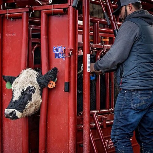 Tarter Tarter CattleMaster Series 6 Heavy-Duty Squeeze Chute with Automatic Headgate
