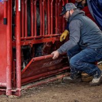 Tarter Tarter CattleMaster Series 6 Heavy-Duty Squeeze Chute with Automatic Headgate