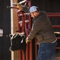 Tarter Tarter CattleMaster Series 3 Automatic Headgate for Cattle Up to 1,200 lb., 19-1/2 in. x 41 in. x 72 in., Red, 223 lb.