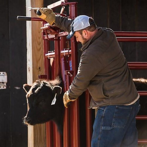 Tarter Tarter CattleMaster Series 3 Automatic Headgate for Cattle Up to 1,200 lb., 19-1/2 in. x 41 in. x 72 in., Red, 223 lb.
