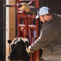 Tarter Tarter CattleMaster Series 3 Automatic Headgate for Cattle Up to 1,200 lb., 19-1/2 in. x 41 in. x 72 in., Red, 223 lb.